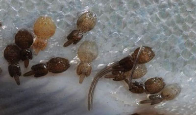 Scottish Salmon Sea lice