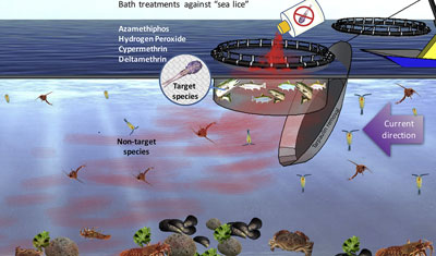 Bath treatments are widely used to treat sea lice on Scottish salmon farms, but are we getting into hotwater with them?