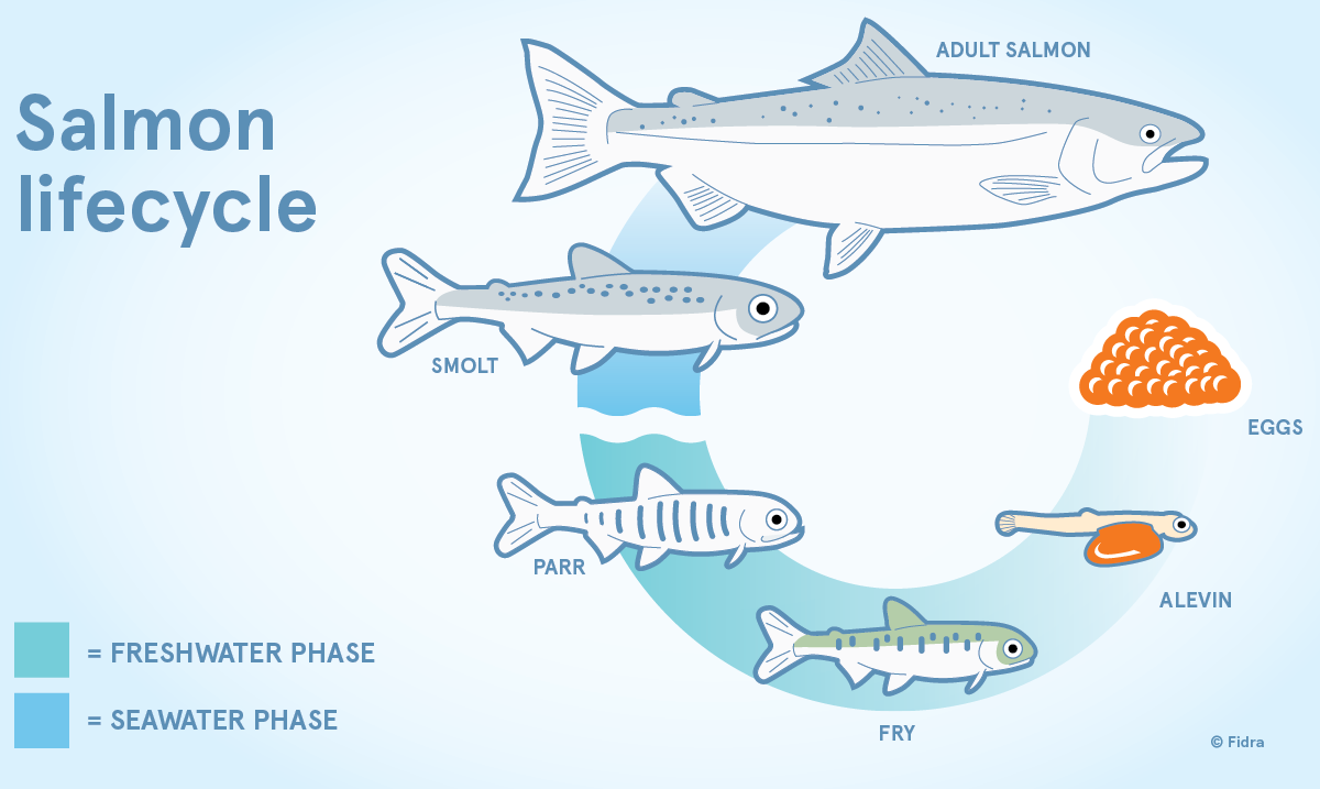 Salmon Life Cycle Best Fishes.